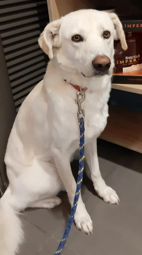 Orio nato a febbraio '22 - Adozione del Cuore Foto 6